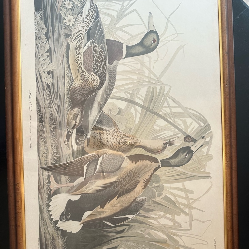 MALLARD DUCK (PLATE CCXXI), HAVELL EDITION